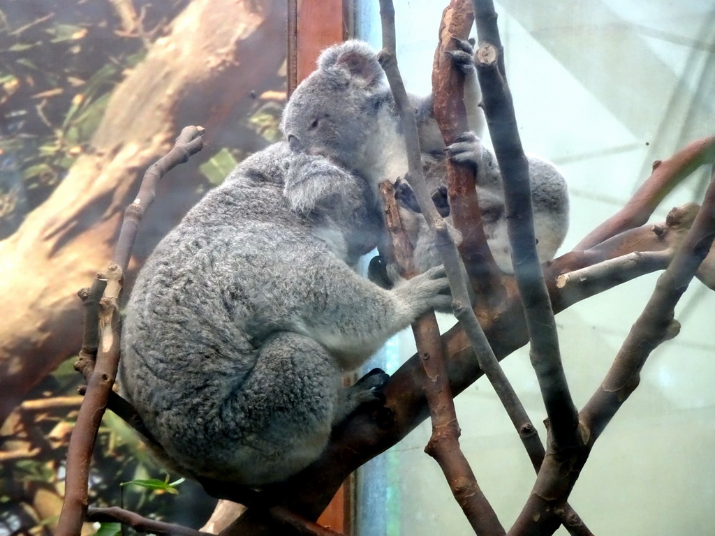 Koalas at the Oceania section of ZOO Planckendael