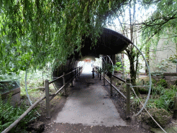 Max at a walkway at the Oceania section of ZOO Planckendael