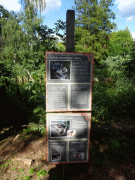 Information on sustainable Eucalyptus from Duffle and the birth of a Koala, at the Oceania section of ZOO Planckendael