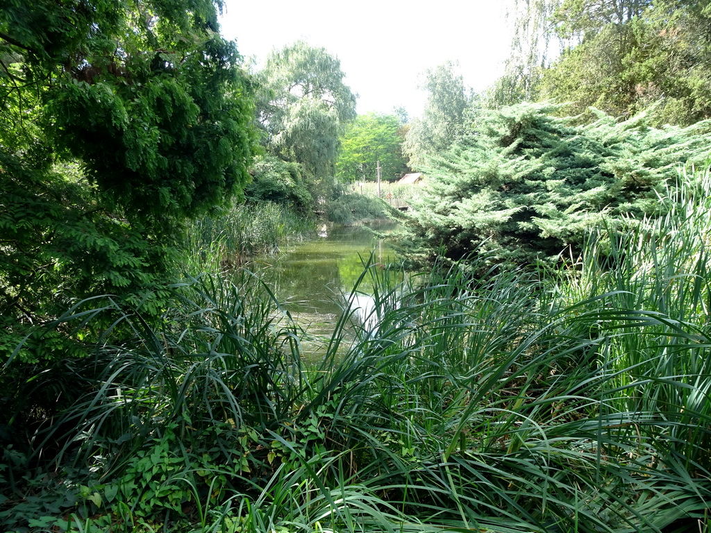 Pond, trees and plants at the Oceania section of ZOO Planckendael