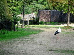 Grevy`s Zebra and Stork at the Africa section of ZOO Planckendael