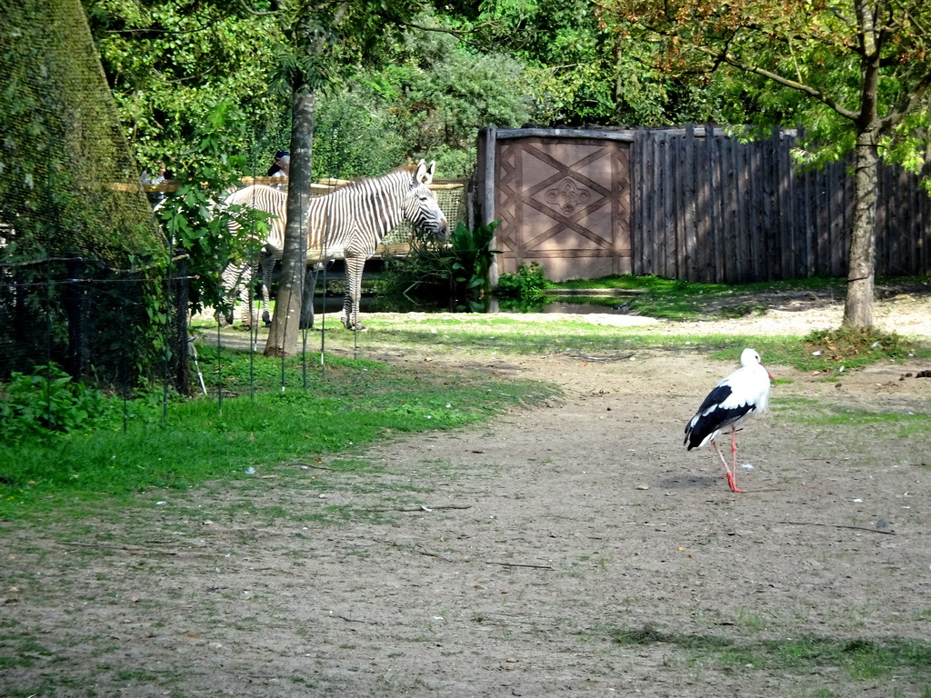 Grevy`s Zebra and Stork at the Africa section of ZOO Planckendael