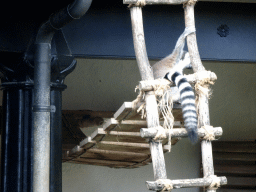 Ring-tailed Lemur at the Lemur enclosure at the Africa section of ZOO Planckendael