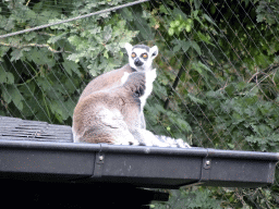Ring-tailed Lemurs at the Lemur enclosure at the Africa section of ZOO Planckendael