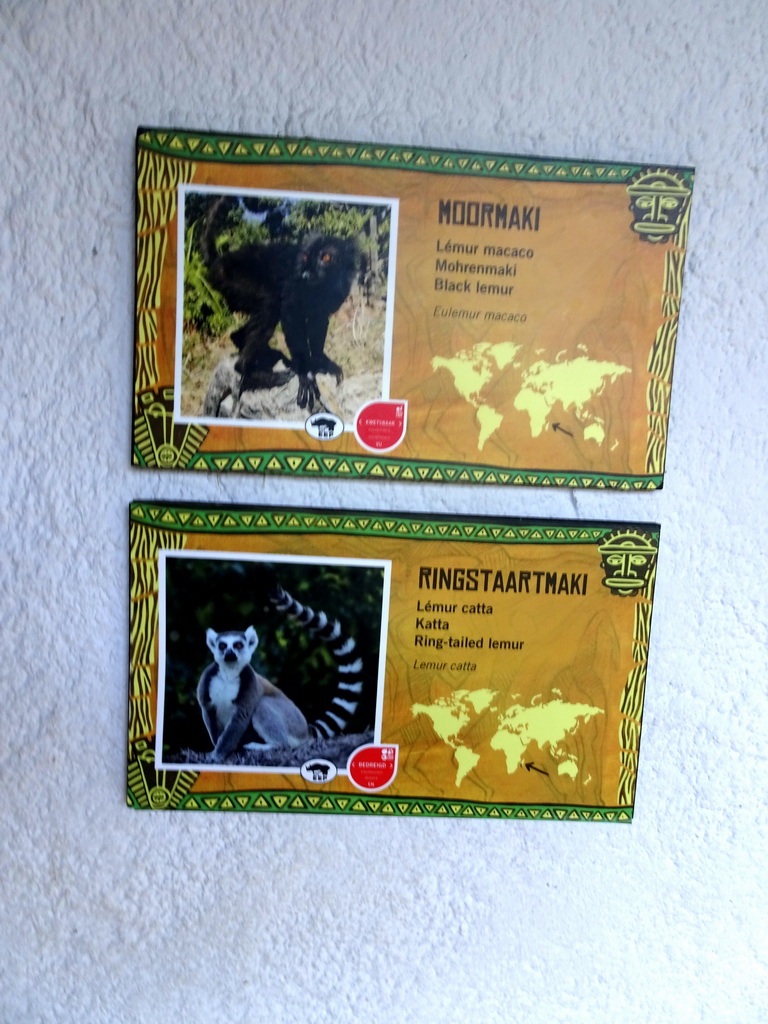 Explanation on the Black Lemur and Ring-tailed Lemur at the Lemur enclosure at the Africa section of ZOO Planckendael