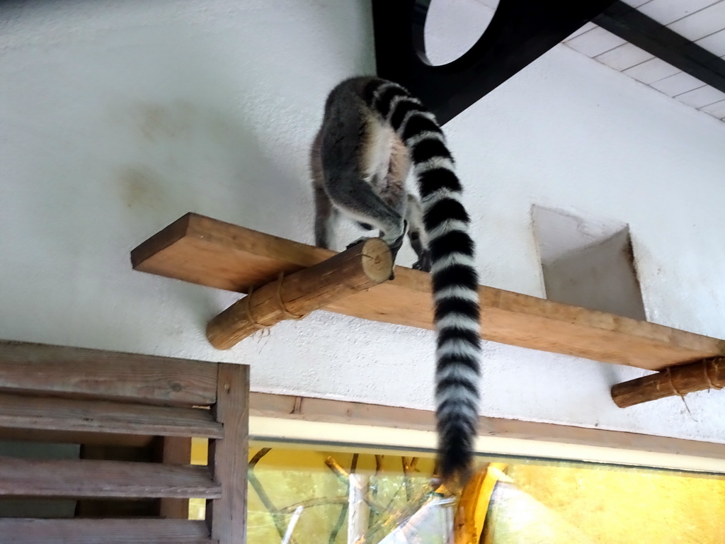 Ring-tailed Lemur at the Lemur enclosure at the Africa section of ZOO Planckendael