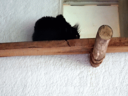 Black Lemur at the Lemur enclosure at the Africa section of ZOO Planckendael