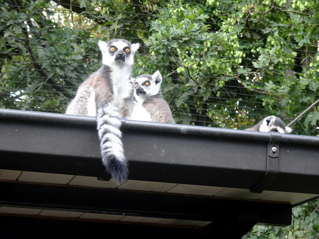 Ring-tailed Lemurs at the Lemur enclosure at the Africa section of ZOO Planckendael