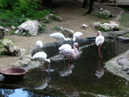 mechelen_2_208 - 428 kb - 1024x768 - African Spoonbills and Lesser Flamingos at the Africa section of ZOO Planckendael African Spoonbills and Lesser Flamingos at the Africa section of ZOO Planckendael