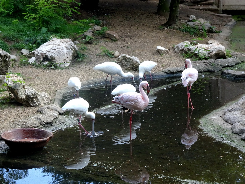 African Spoonbills and Lesser Flamingos at the Africa section of ZOO Planckendael