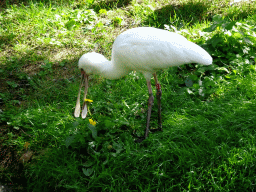 mechelen_2_210 - 504 kb - 1024x768 - African Spoonbill at the Africa section of ZOO Planckendael African Spoonbill at the Africa section of ZOO Planckendael