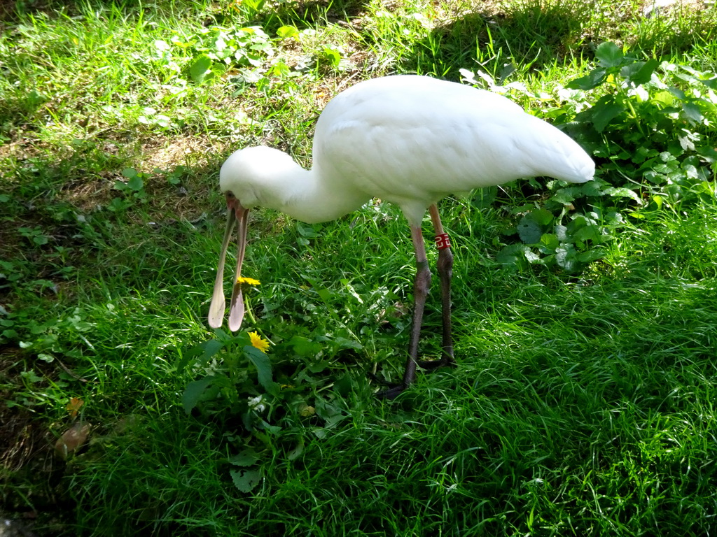 African Spoonbill at the Africa section of ZOO Planckendael