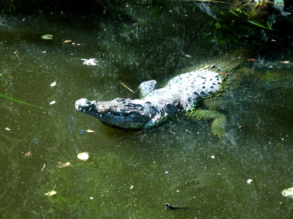 Crocodile statue at the Africa section of ZOO Planckendael