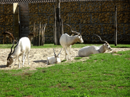 Addaxes and Impalas at the Africa section of ZOO Planckendael