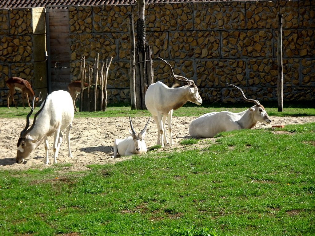 Addaxes and Impalas at the Africa section of ZOO Planckendael