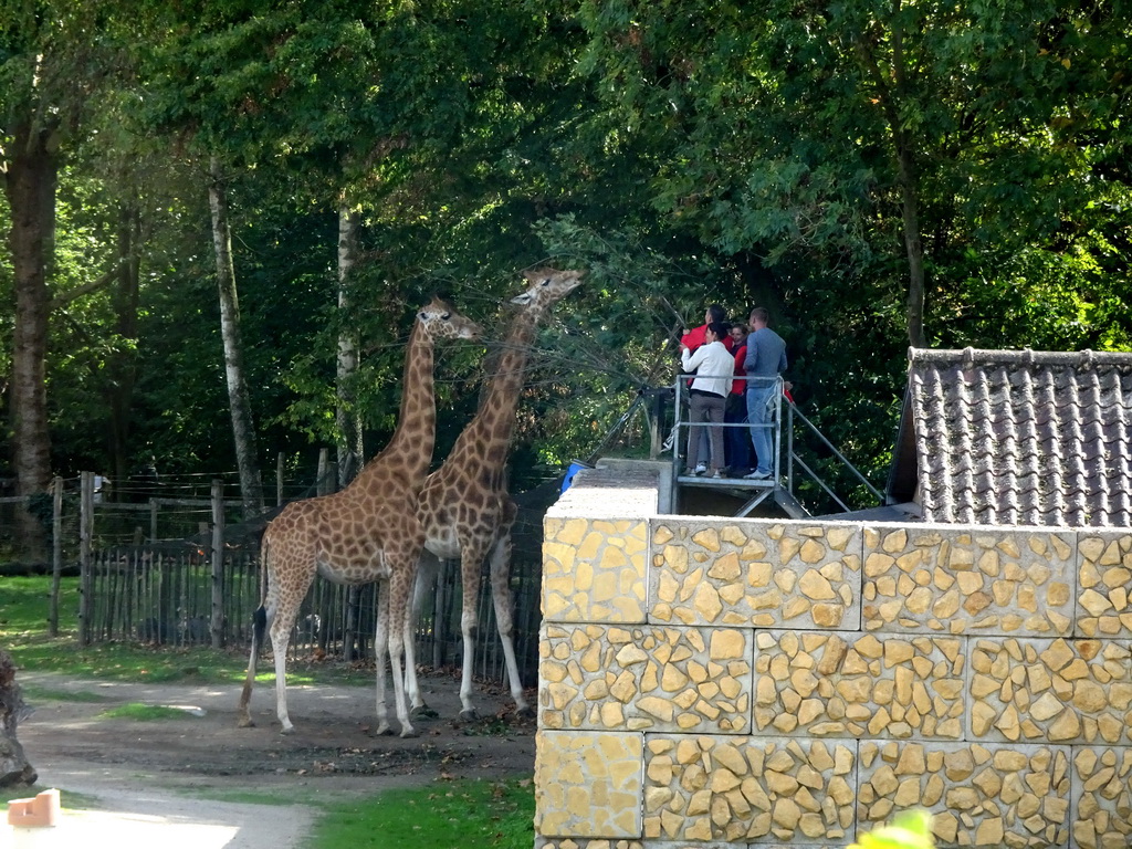 Kordofan Giraffes at the Africa section of ZOO Planckendael
