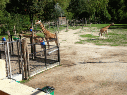 mechelen_2_216 - 490 kb - 1024x768 - Kordofan Giraffes at the Africa section of ZOO Planckendael Kordofan Giraffes at the Africa section of ZOO Planckendael