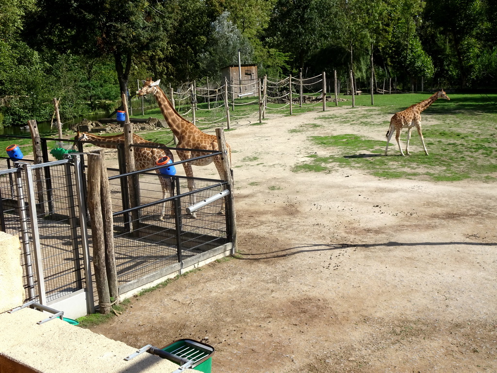Kordofan Giraffes at the Africa section of ZOO Planckendael