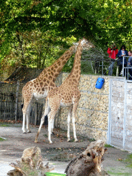 Kordofan Giraffes at the Africa section of ZOO Planckendael