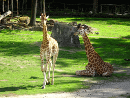 Kordofan Giraffes at the Africa section of ZOO Planckendael