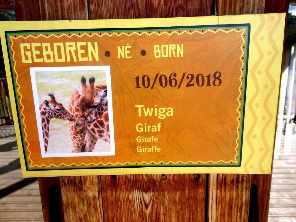 Information on the Kordofan Giraffe `Twiga` at the Africa section of ZOO Planckendael