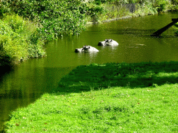 Hippopotamus statues at the Africa section of ZOO Planckendael