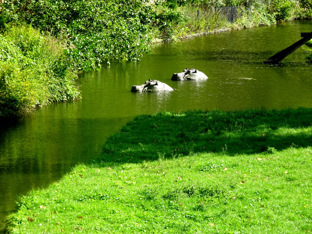 Hippopotamus statues at the Africa section of ZOO Planckendael