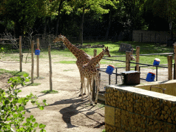 Kordofan Giraffes at the Africa section of ZOO Planckendael