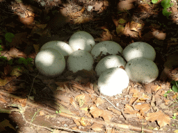 Egg statues at the Africa section of ZOO Planckendael