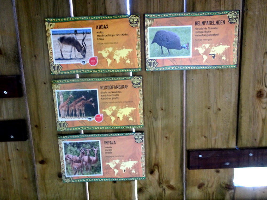 Explanation on the Addaxes, Kordofan Giraffes, Impalas and Helmeted Guineafowls at the Africa section of ZOO Planckendael