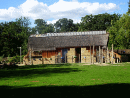 Kordofan Giraffes at the Africa section of ZOO Planckendael