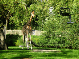Kordofan Giraffe at the Africa section of ZOO Planckendael