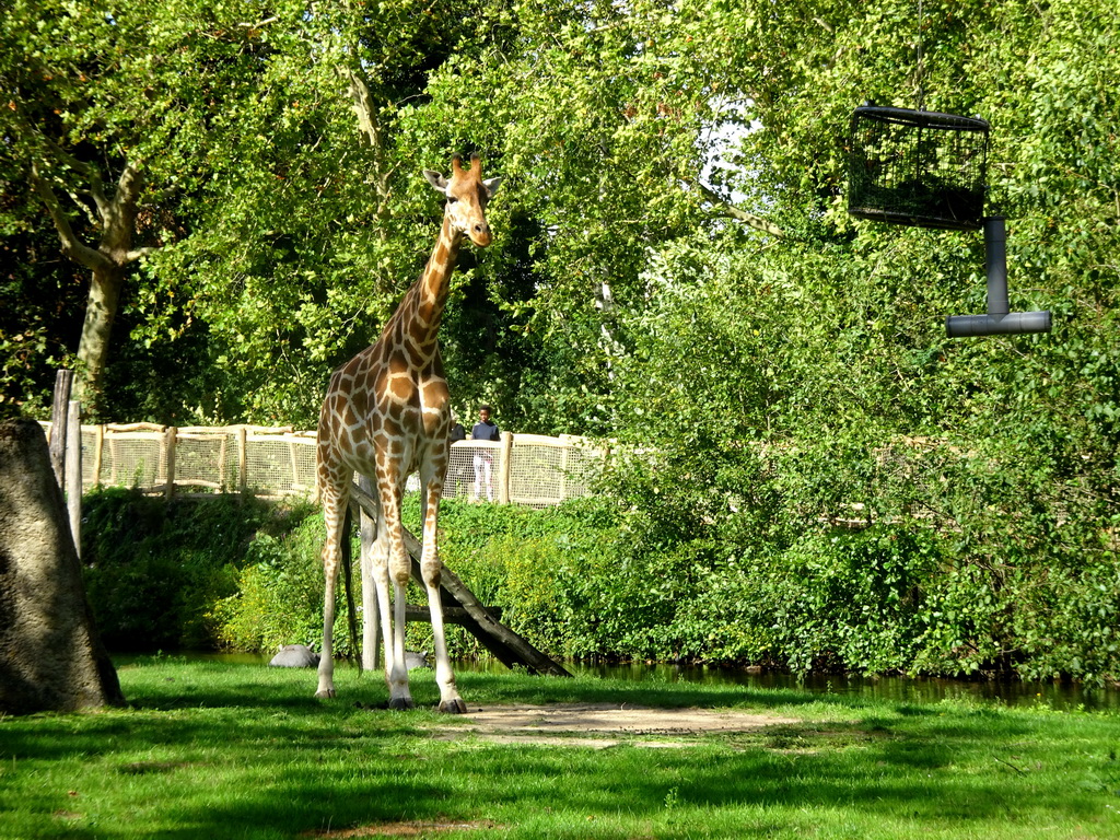 Kordofan Giraffe at the Africa section of ZOO Planckendael