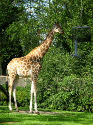 Kordofan Giraffe at the Africa section of ZOO Planckendael