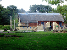 Kordofan Giraffes at the Africa section of ZOO Planckendael