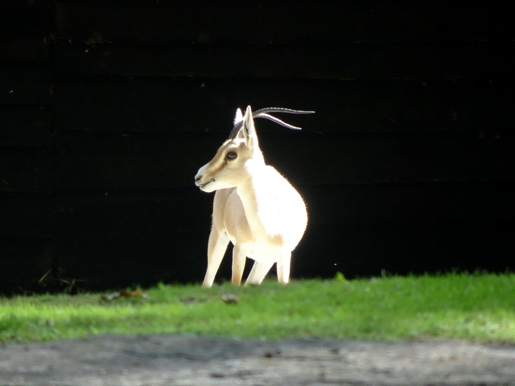 Rhim Gazelle at the Africa section of ZOO Planckendael