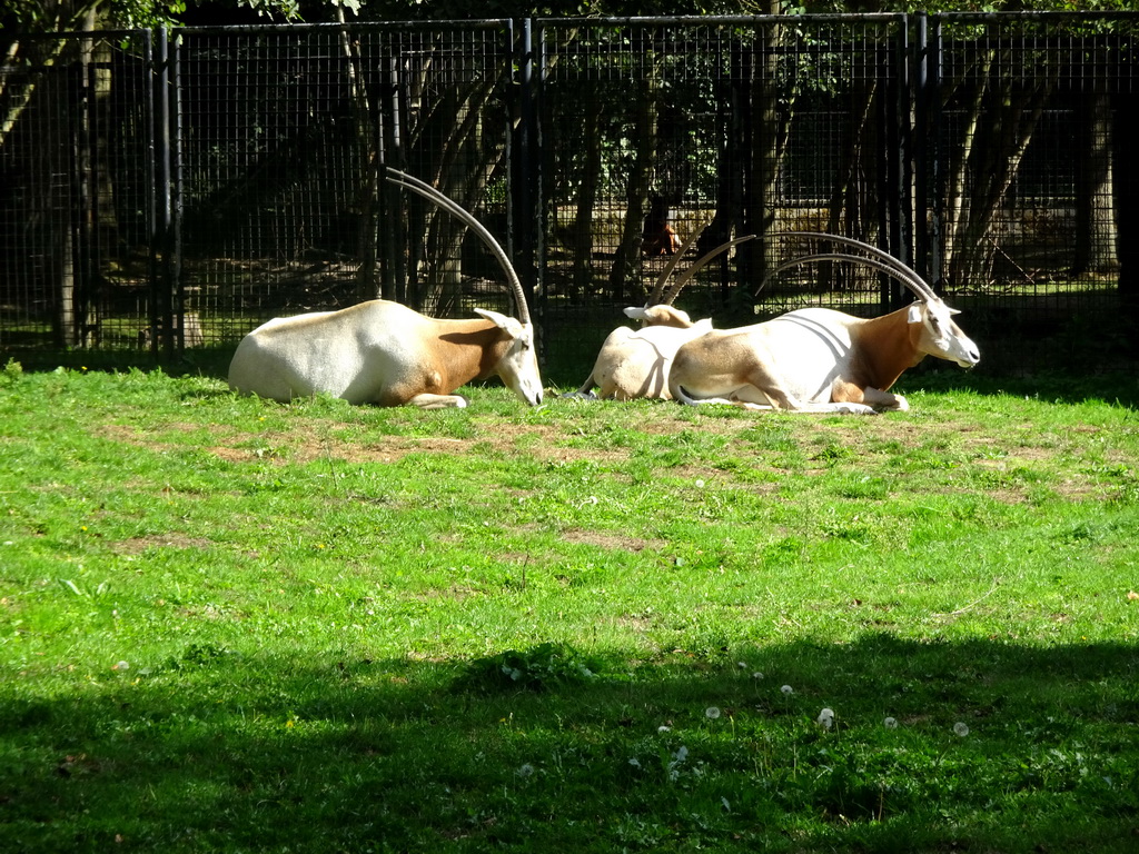 Scimitar-horned Oryxes at the Africa section of ZOO Planckendael