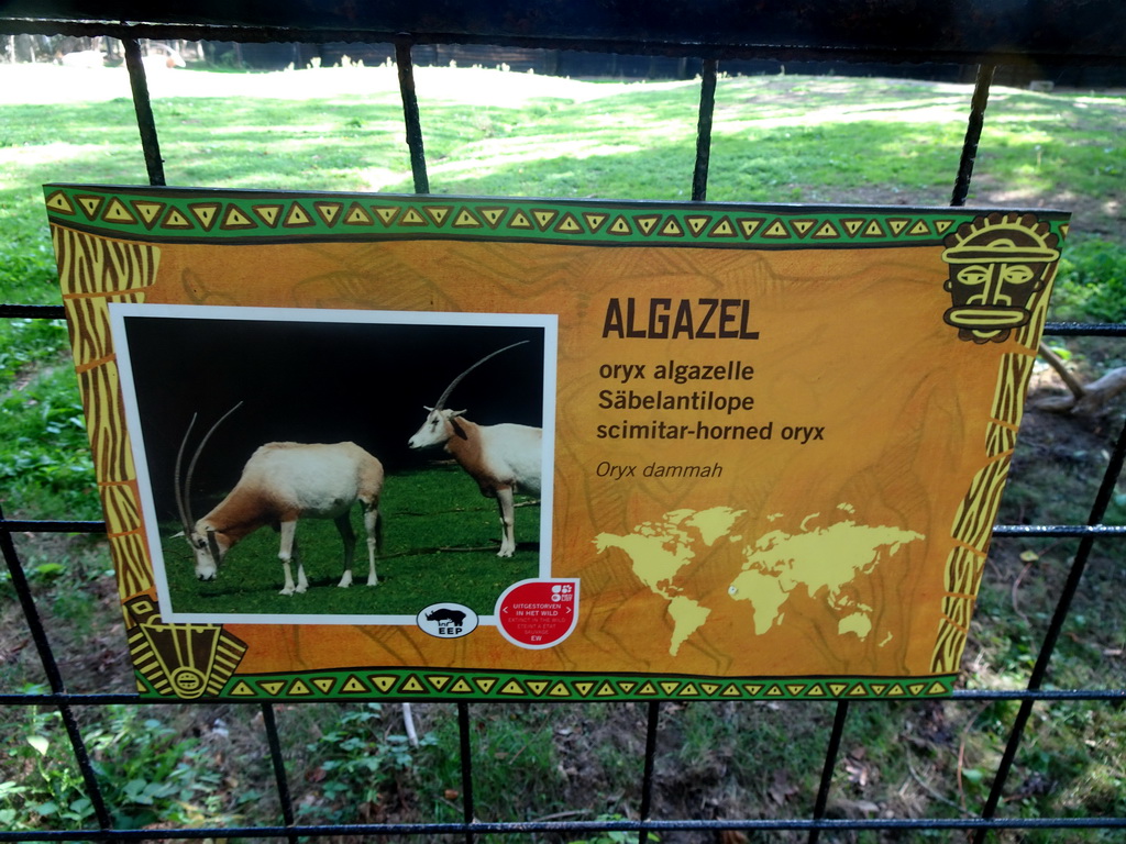 Explanation on the Scimitar-horned Oryx at the Africa section of ZOO Planckendael