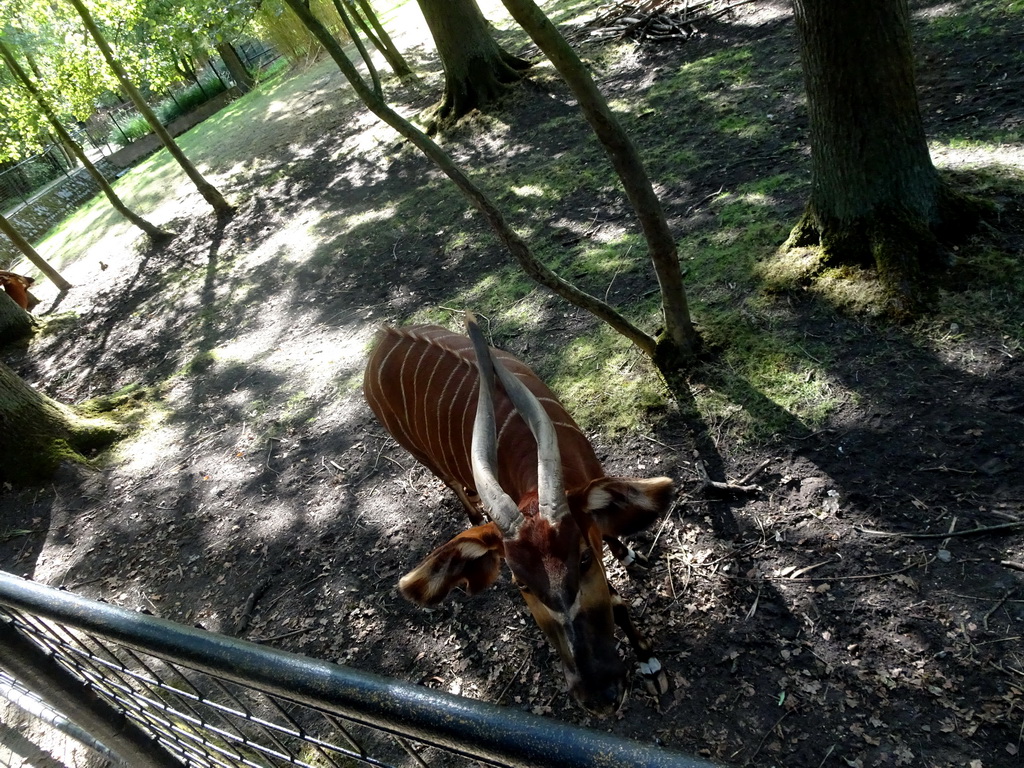 Eastern Bongo at the Africa section of ZOO Planckendael