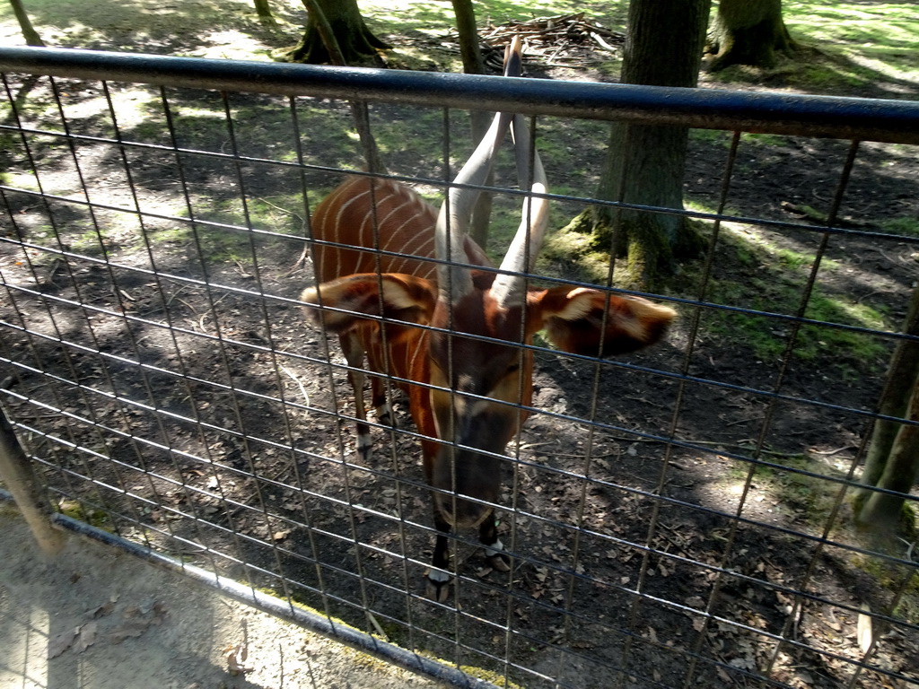 Eastern Bongo at the Africa section of ZOO Planckendael