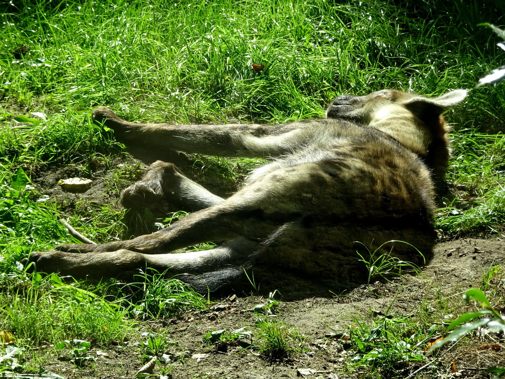 Spotted Hyena at the Africa section of ZOO Planckendael