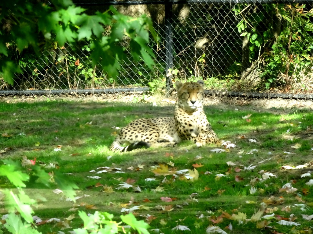 Cheetah at the Africa section of ZOO Planckendael