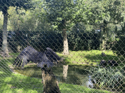 Vultures along the road to the entrance of ZOO Planckendael