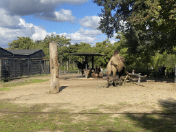 Camels at the Asia section of ZOO Planckendael