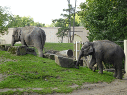 Asian Elephants at the Asia section of ZOO Planckendael