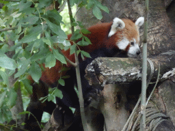 Red Panda at the Asia section of ZOO Planckendael