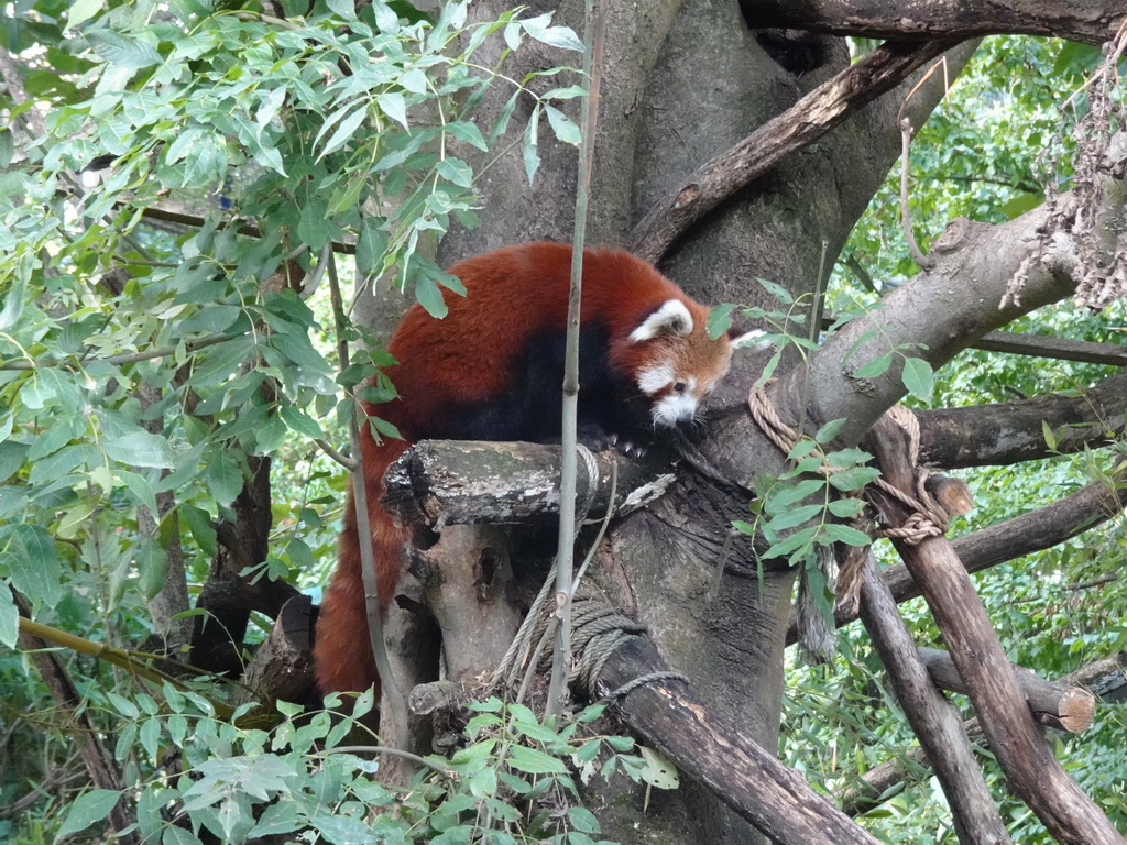 Red Panda at the Asia section of ZOO Planckendael