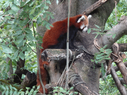 Red Panda at the Asia section of ZOO Planckendael