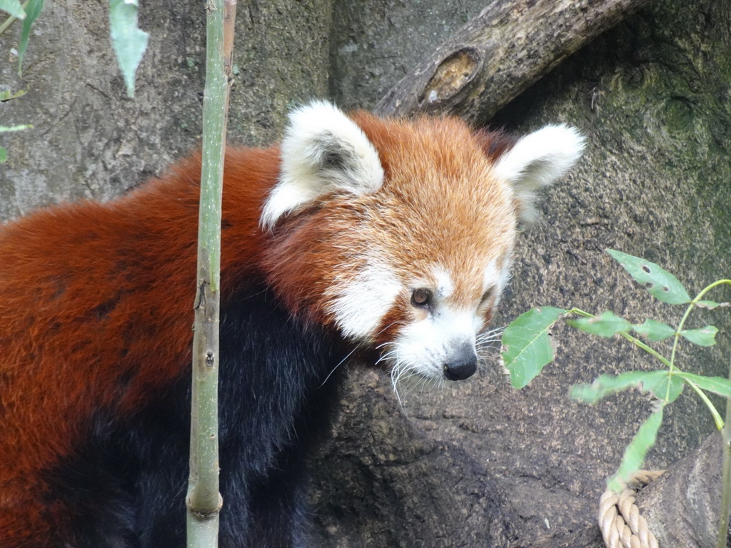 Red Panda at the Asia section of ZOO Planckendael