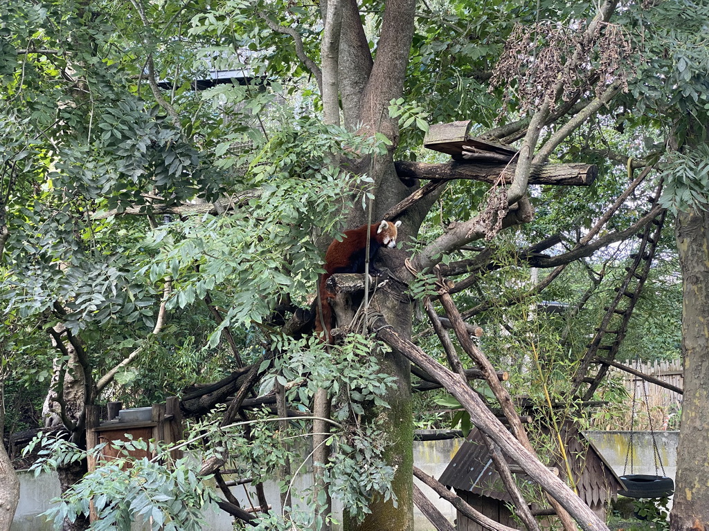 Red Panda at the Asia section of ZOO Planckendael